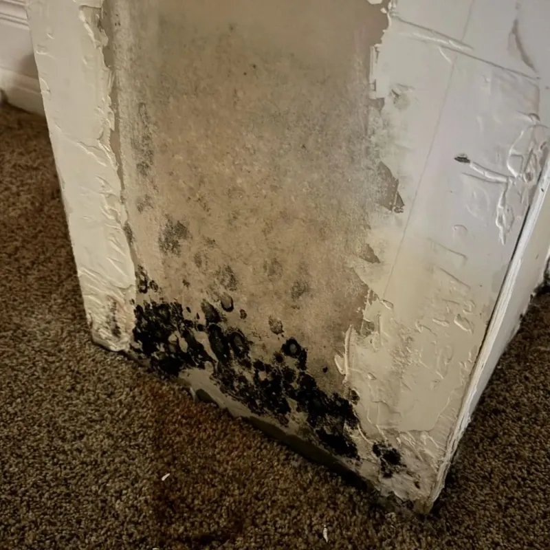 Professional Mold Removal in West Newbury, MA